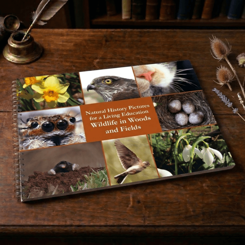 Wildlife in Woods and Fields (Natural History Pictures for a Living Education) - Print